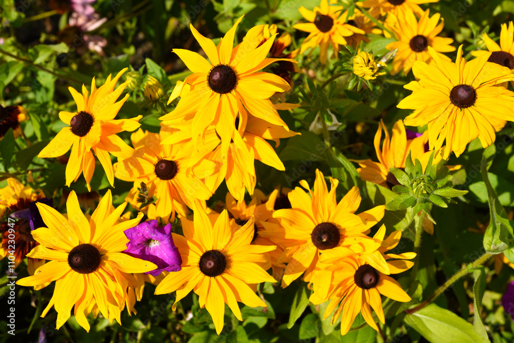 Yellow flowers on a multicolored background. Rudbeckia laciniata. Juicy flowers in the garden. Yellow flowers on a multicolored background. Rudbeckia laciniata. Juicy flowers in the garden.