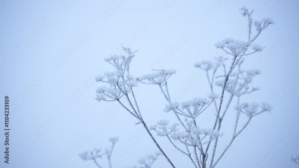 the branches are covered with white frost, a winter frosty landscape the branches are covered with white frost, a winter frosty landscape