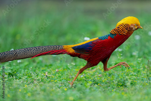 Adult male Golden Pheasant (Chrysolophus pictus) is running very fast