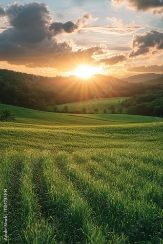 Rural landscape at sunset with rows of crops and hills.