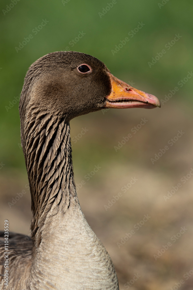 Portrait of an adult greylag goose (anser anser) Portrait of an adult greylag goose (anser anser)