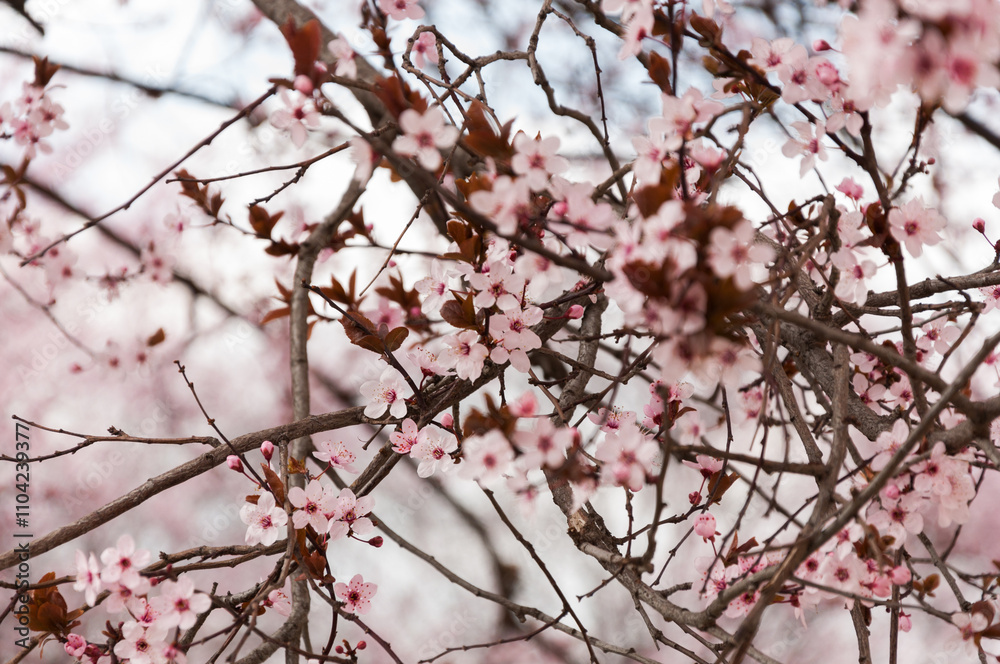 Blooming Japanese cherry trees. Blooming trees with pink flowers. Blooming Japanese cherry trees. Blooming trees with pink flowers.