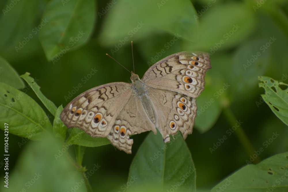 Junonia atlites - Gray pansy, Asia, Monsanto Insectarium Junonia atlites - Gray pansy, Asia, Monsanto Insectarium