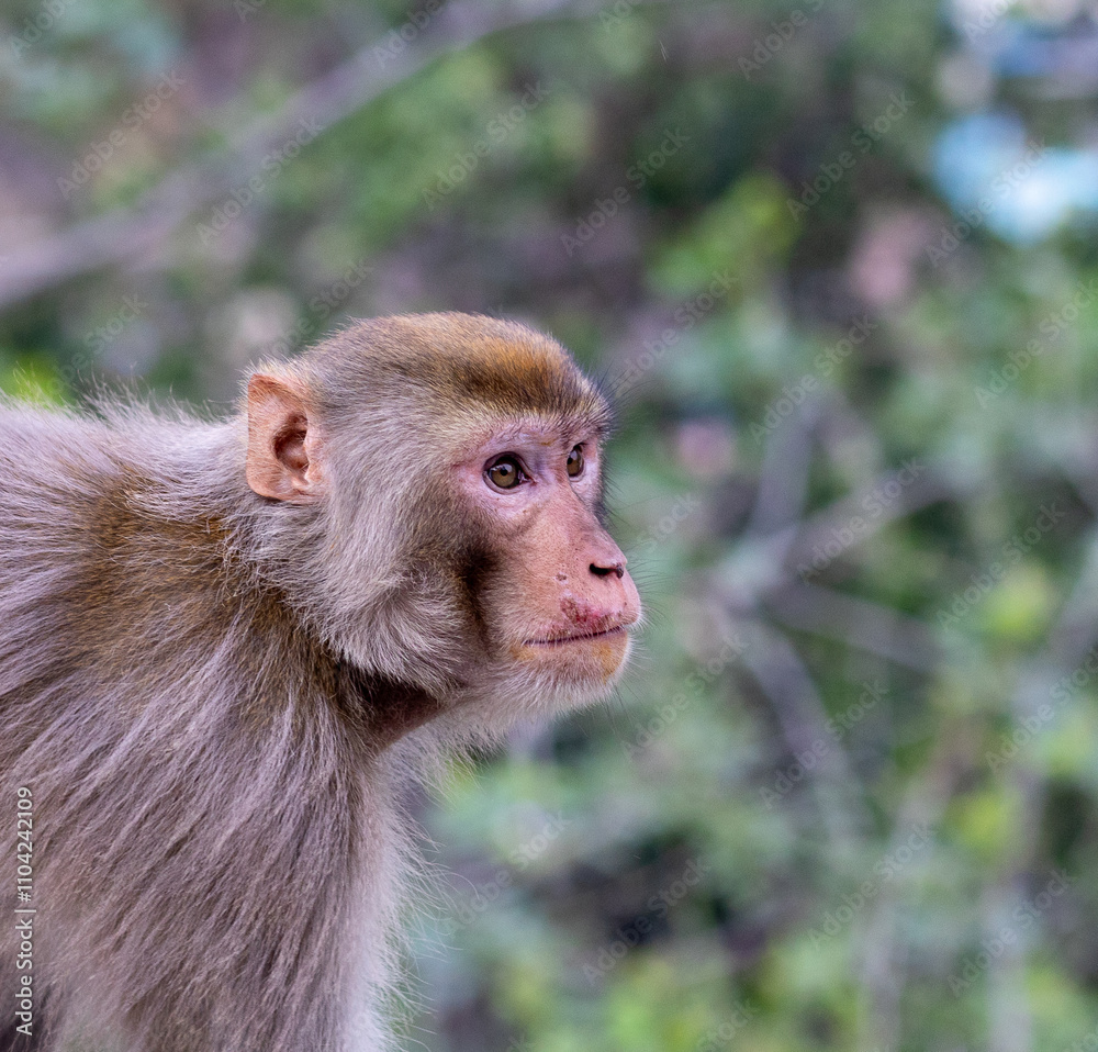 Portrait of an indian monkey or macaque with green background Portrait of an indian monkey or macaque with green background