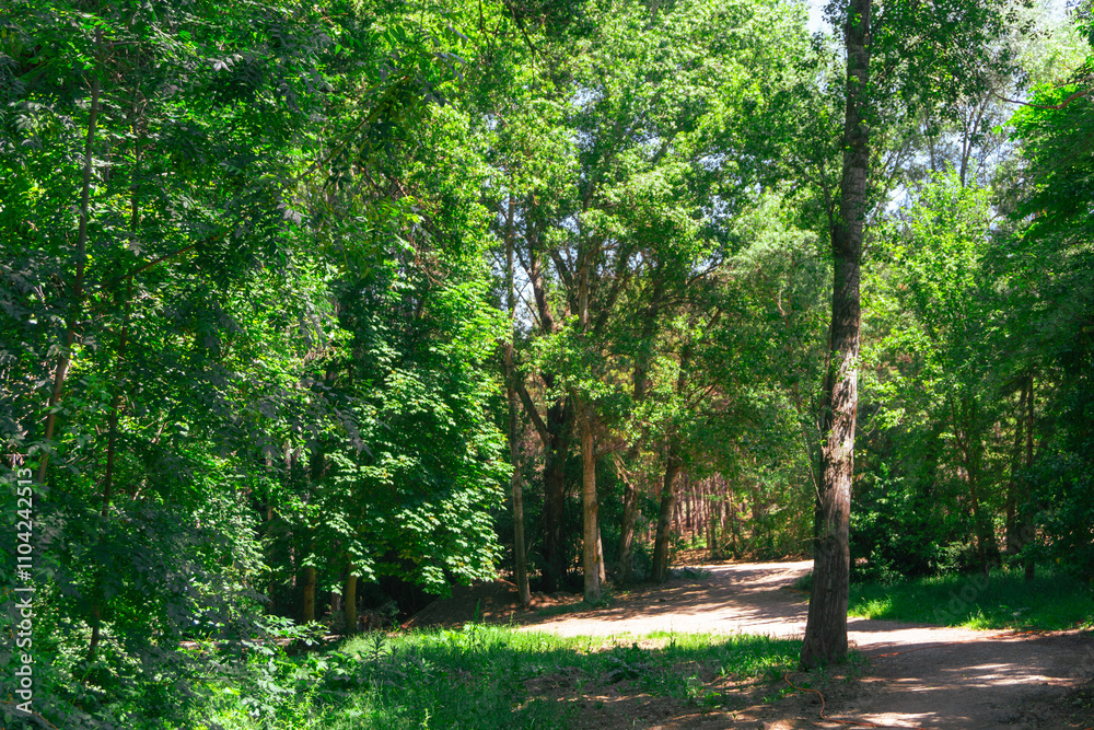 Lush Green Woodland, Tranquil Nature Trail in the Forest, Forest Path in Bright Greenery Lush Green Woodland, Tranquil Nature Trail in the Forest, Forest Path in Bright Greenery