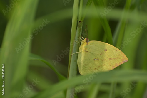 Lemon Emigrant (Catopsilia pomona) photo