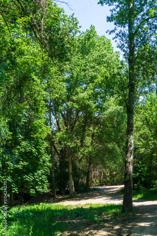 Hiking Through a Lush Green Woodland, A Tranquil Escape into the Woods Hiking Through a Lush Green Woodland, A Tranquil Escape into the Woods