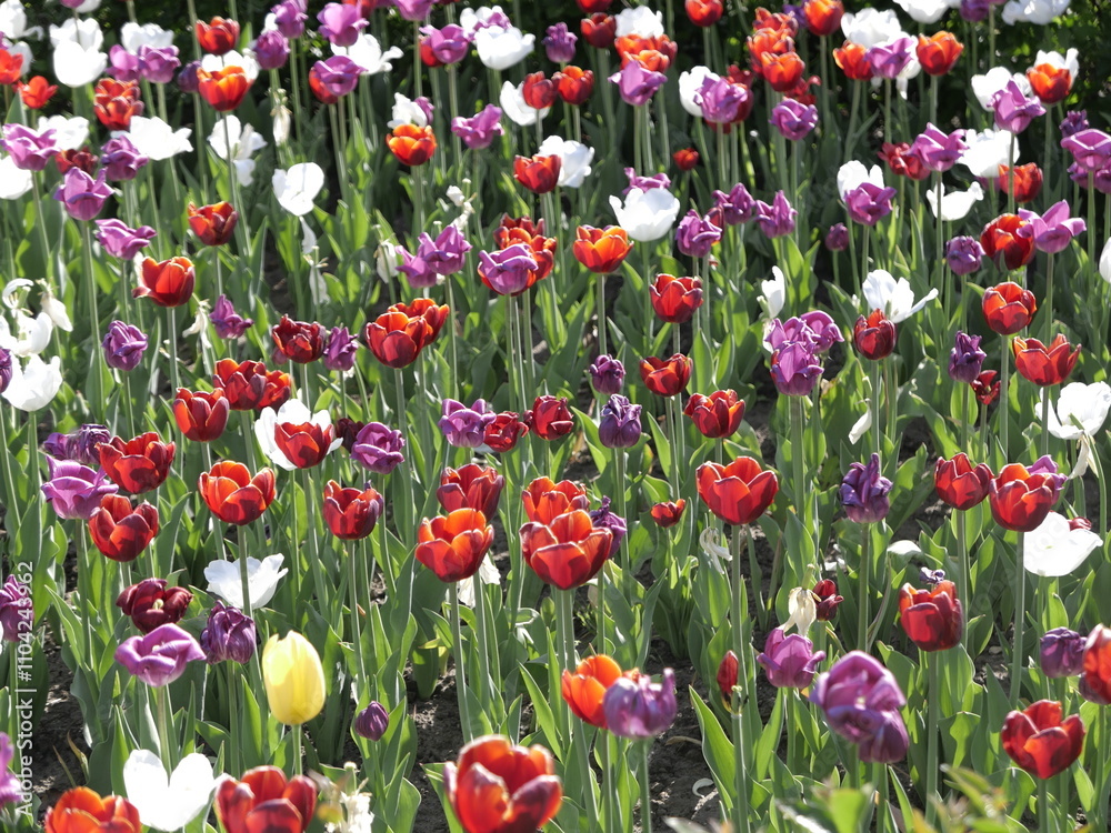 red and yellow tulips red and yellow tulips