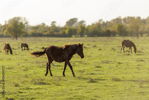 Horses grazing peacefully in a sunny meadow during late afternoon in a rural setting