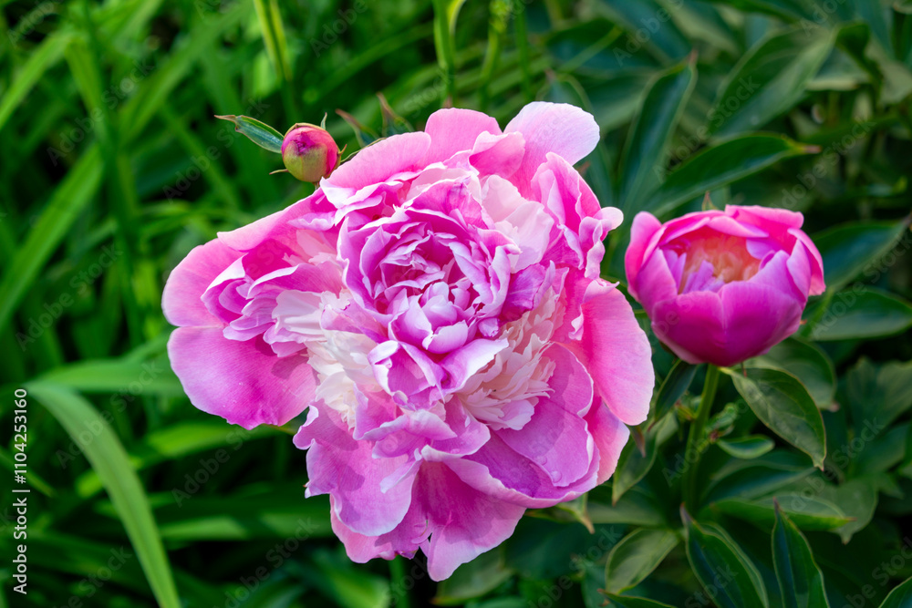 The peony or paeony
