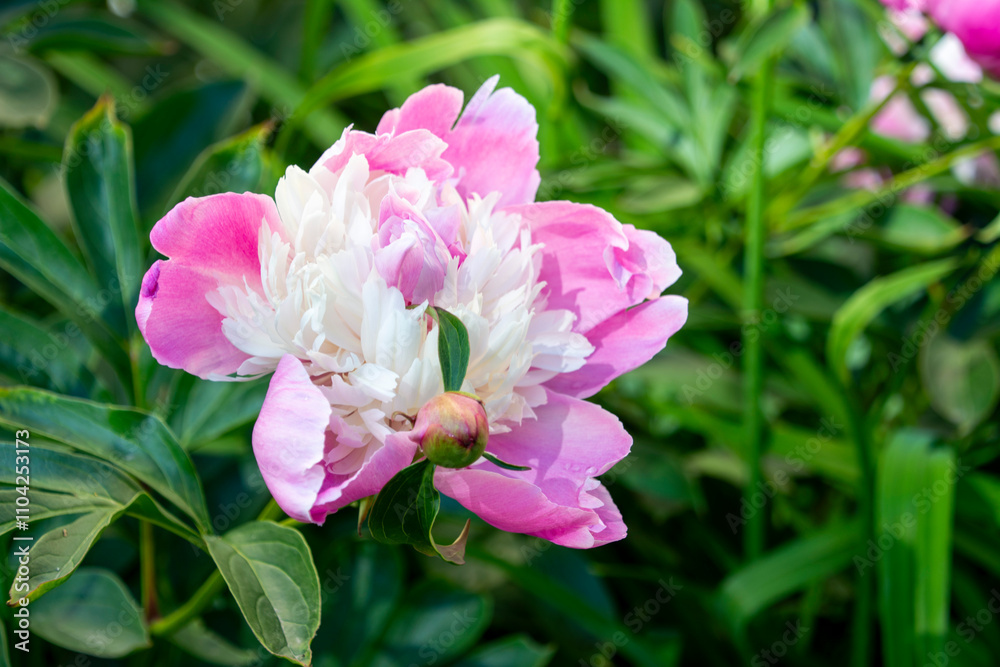 The peony or paeony The peony or paeony