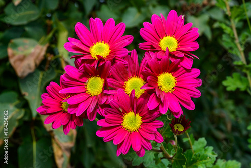 Сhrysanths Chrysanthemum indicum - blooming autumn decorative Chrysanthemum in the garden, Ukraine