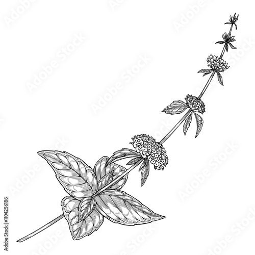 Botanical vector illustration of Mint plan with leaves and flowering stems. Black drawing of kitchen herb drawing in linear style for cookbook menu or herbal medicine. Vintage outline etching.