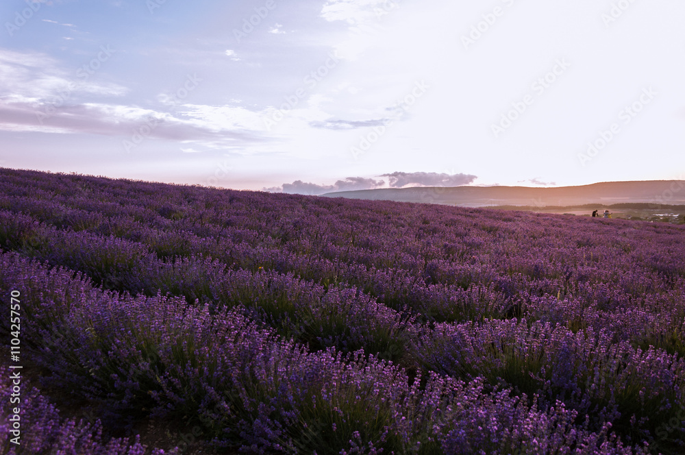 Fototapeta premium The lavender flowers on the background of the setting sun