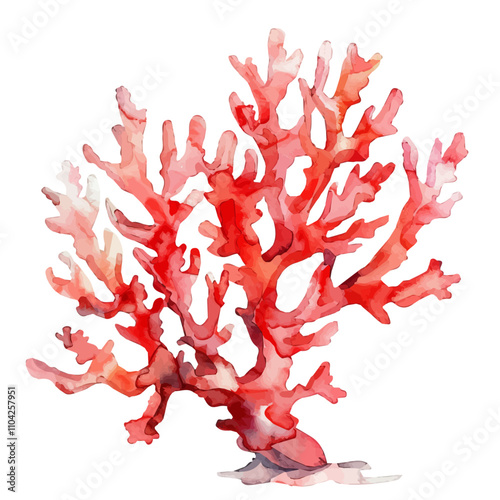 A watercolor illustration of Coral, isolated on a white background. Coral vector.