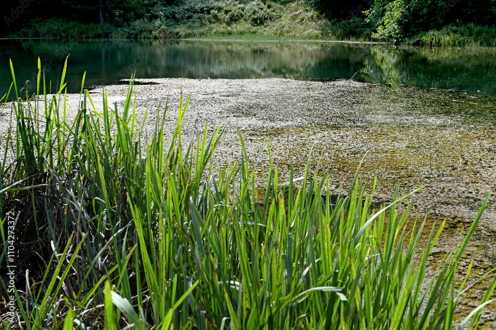Obraz premium The lake in the summer forest full of lilypads. Beautiful summer landscape