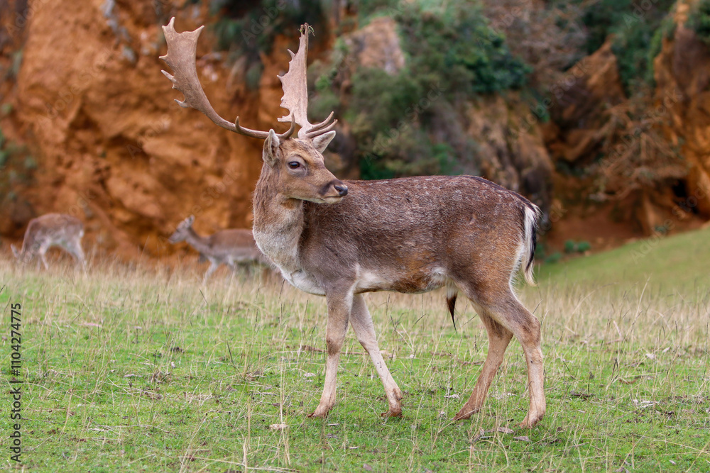 Fototapeta premium Gamo común 