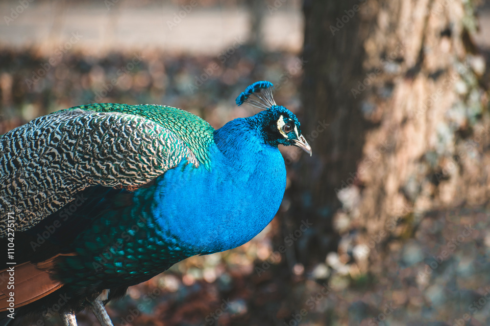 Fototapeta premium peacock. a big beautiful bird