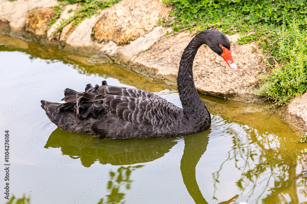 black swan on the lake black swan on the lake