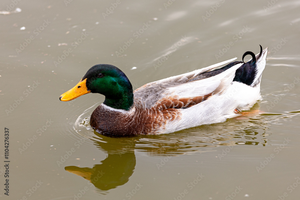Obraz premium duck on a lake