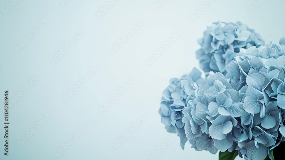A vivid blue hydrangea against a subtle gray-blue backdrop, close-up shot, Minimalist style