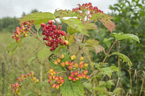 Unripe red viburnum berries against a pine tree in late summer. Wild guelder rose (Viburnum opulus) in the forests of Lithuania, northern Europe.