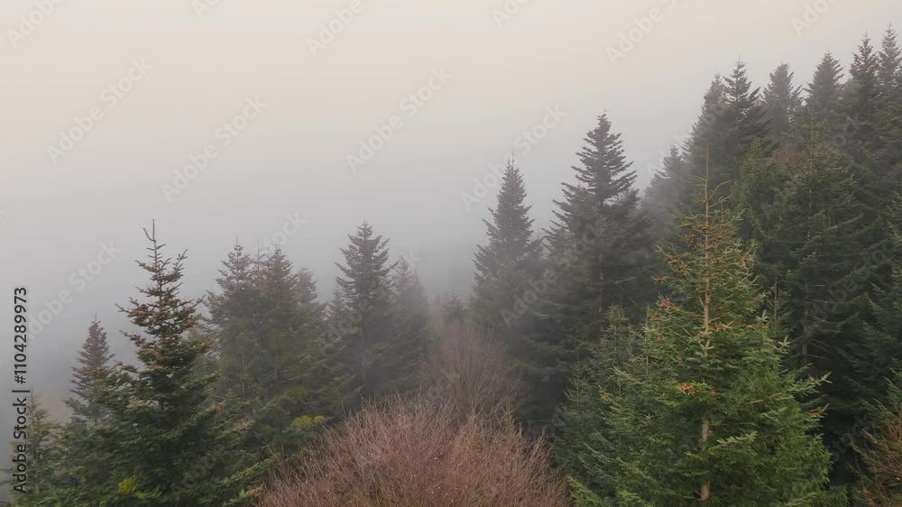 Aerial view Dense evergreen forest shrouded in thick mist. Foggy forest view with evergreen trees Aerial view Dense evergreen forest shrouded in thick mist. Foggy forest view with evergreen trees