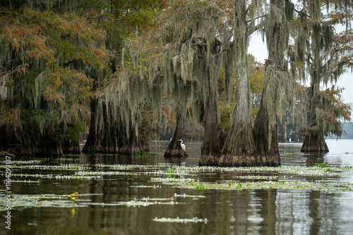 egret in cypress trees 