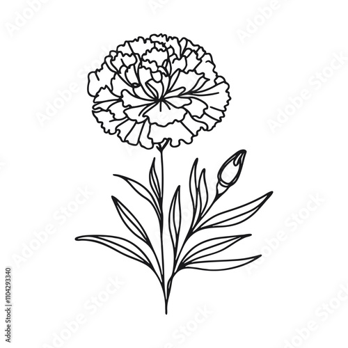  One continuous line illustration of a carnation flower, isolated on white background.