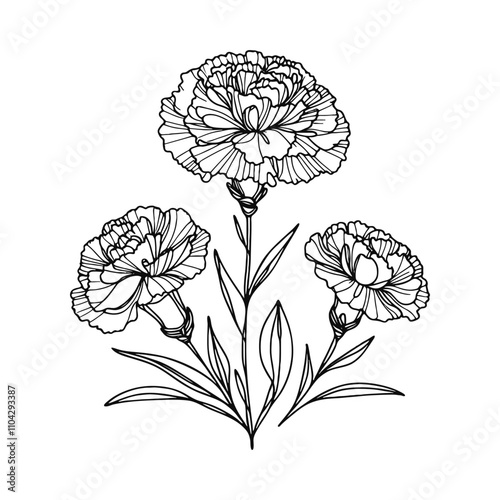  One continuous line illustration of a carnation flower, isolated on white background.