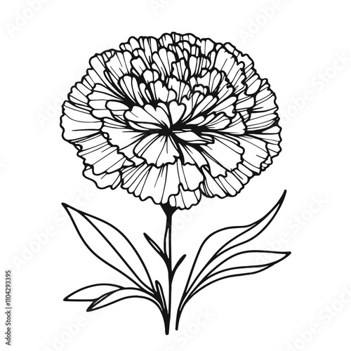  One continuous line illustration of a carnation flower, isolated on white background.