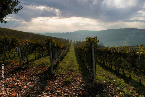 the hills of the Piedmontese Langhe with its vineyards with the colors of autumn near Grinzane Cavour, land of truffles and wine