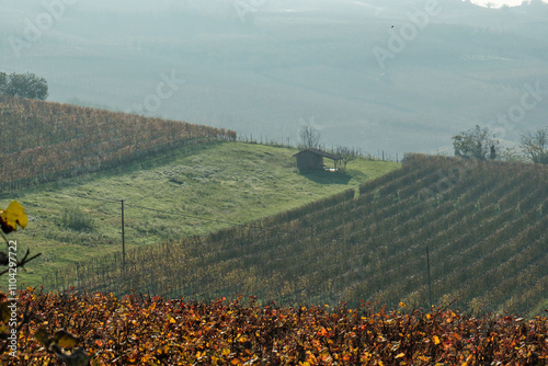 vineyards of the Piedmontese Langhe with the colors of autumn 2024 after the grape harvest for wine