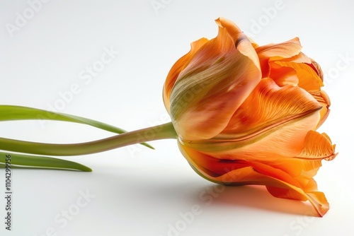 Orange tulip face down on white background. #1104299956