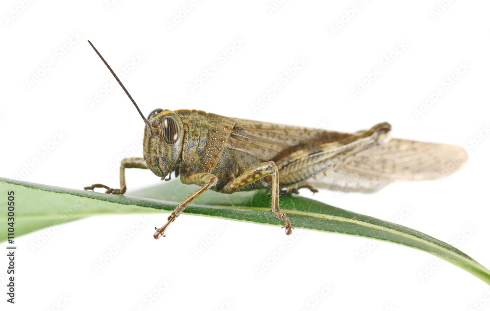 Egyptian grasshopper or Egyptian locust on green leaf (Anacridium aegyptium) isolated on white, clipping
Egyptian grasshopper or Egyptian locust on green leaf (Anacridium aegyptium) isolated on white, clipping