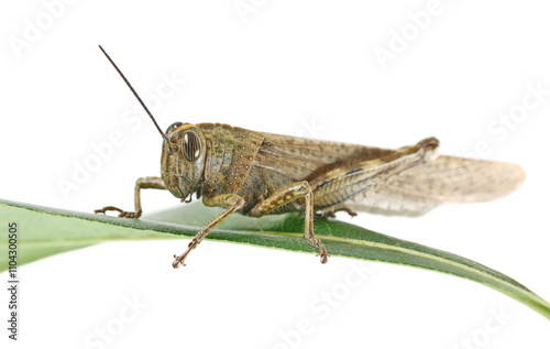 Egyptian grasshopper or Egyptian locust on green leaf (Anacridium aegyptium) isolated on white, clipping

 photo