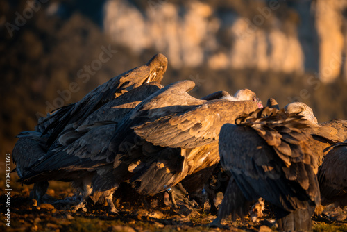 BUITRES EN LA MONTAÑA