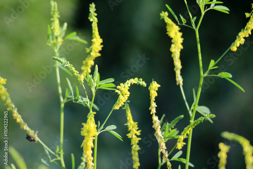 Melilot officinalis, ribbed melilot (Melilotus officinalis) blooms in nature photo