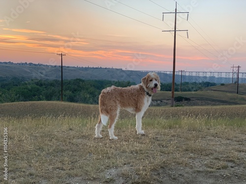 Wild dog on the coulee 