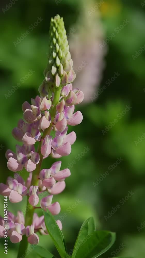 Close-up of a pink lupine flower spike with delicate petals, surrounded by green foliage, illuminated by soft sunlight Close-up of a pink lupine flower spike with delicate petals, surrounded by green foliage, illuminated by soft sunlight