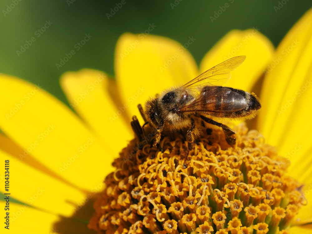 Pszczoła miodna (Apis mellifera) na kwiatku w ogrodzie Pszczoła miodna (Apis mellifera) na kwiatku w ogrodzie