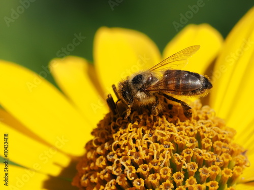 Pszczoła miodna (Apis mellifera) na kwiatku w ogrodzie