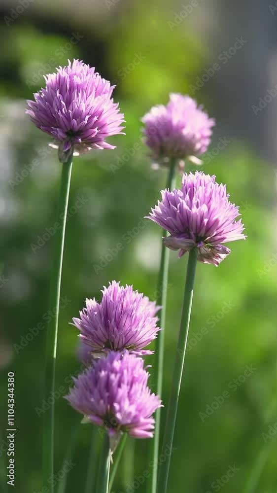A vertical view of blooming purple chive flowers growing tall in sunlight, surrounded by lush greenery and soft bokeh A vertical view of blooming purple chive flowers growing tall in sunlight, surrounded by lush greenery and soft bokeh