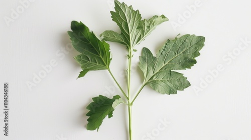 Horseradish leaves against white backdrop. photo