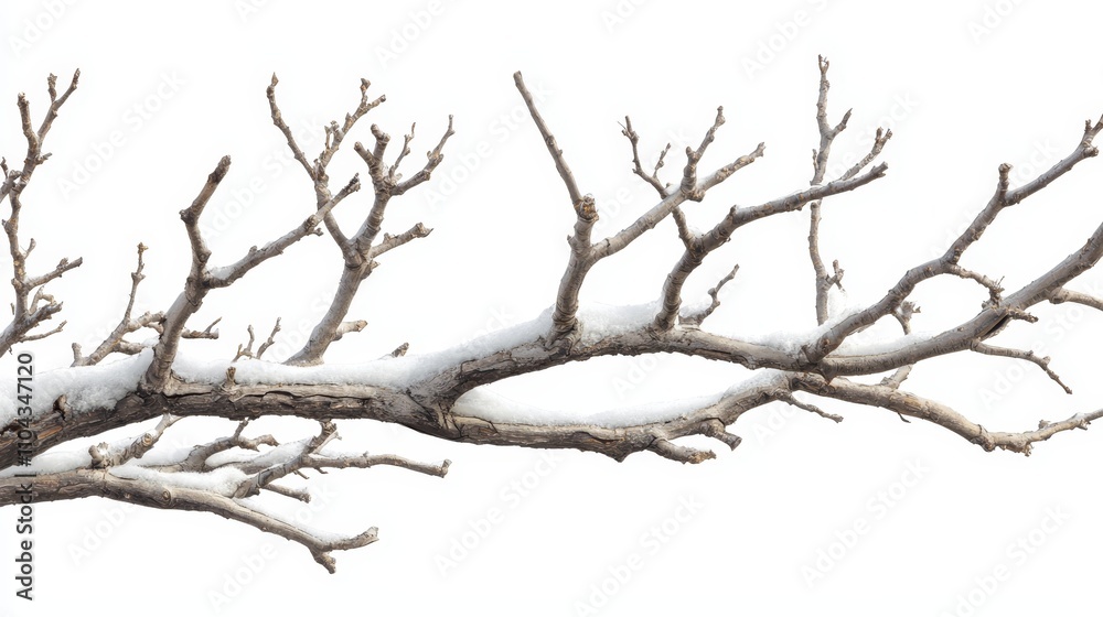 a bare tree branch covered in snow against a white background a bare tree branch covered in snow against a white background