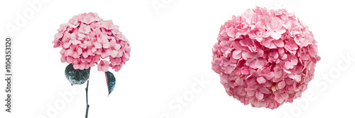 Wallpaper Mural Set of a, A pink hydrangea flower against, isolated on a transparent background. Torontodigital.ca
