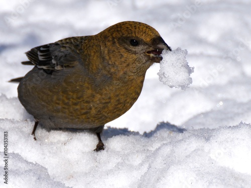 Hakengimpel-Weibchen im Schnee photo