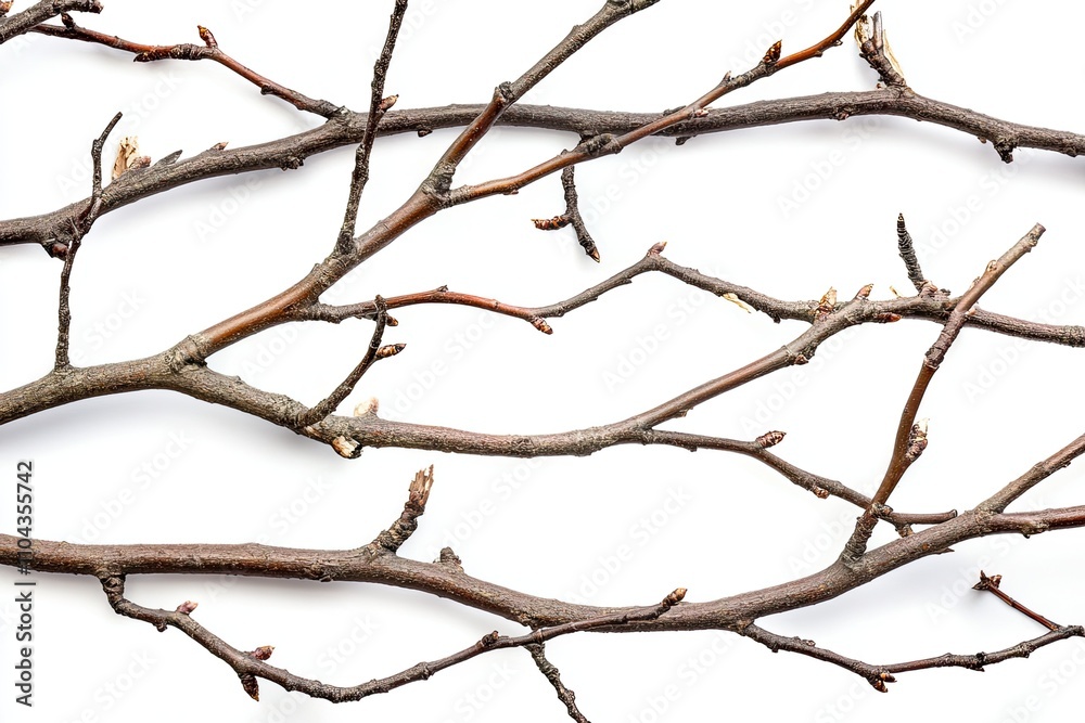 Dry branches, twigs isolated on white background Dry branches, twigs isolated on white background