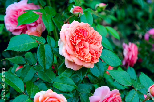 Obraz na plátně pink roses in garden, Rosa Chippendale, Music Hall, Duchess of Cornwall