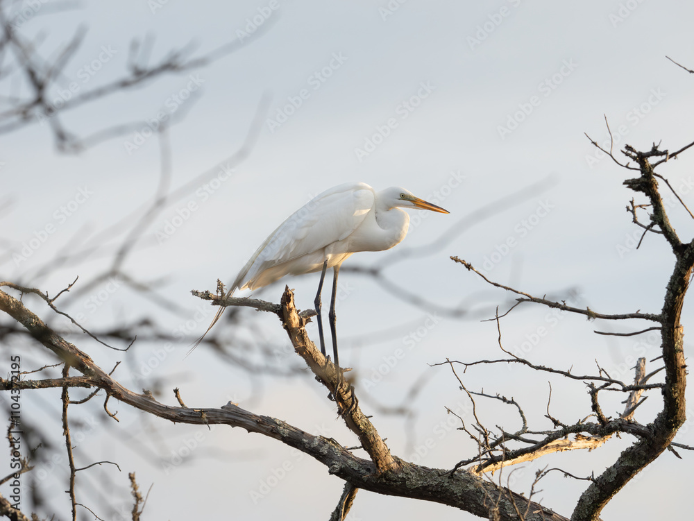great white egret perched in a tree with no leaves great white egret perched in a tree with no leaves